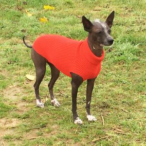 Pull pour chien Basic rouge - Chien chinois - Lila - Taille 2XL